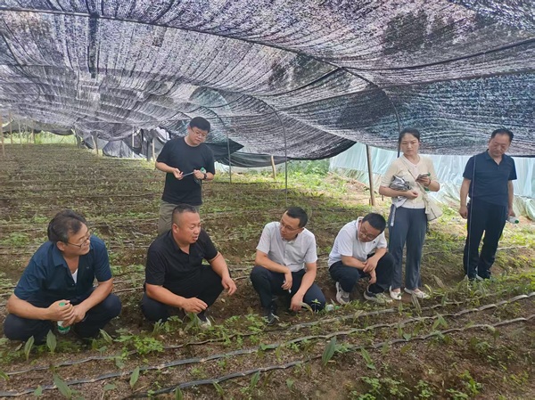 1757985225308839.jpg 張平:從土地里“種”出鄉村振興新希望_((1696253)-20250916091257.jpg